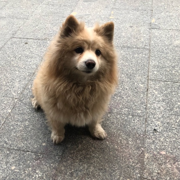 zhanggggy